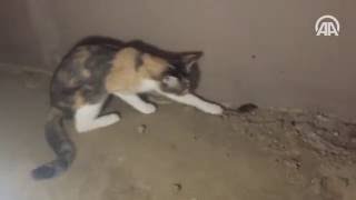 Kedi fareyle oynadı