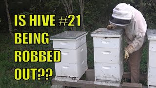Beekeeping: Absconded and Robbing?? Hive #21 another failed Bee Hive