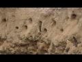 birds flying in slow motion sand martin colony