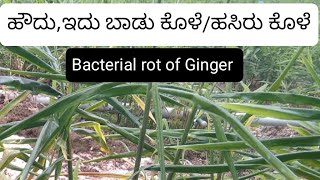 ಹೌದು, ಇದು ಬಾಡು ಕೊಳೆ/ಹಸಿರು ಕೊಳೆ