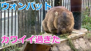 ウォンバットのフクちゃんに会いに五月山動物園へ行ってきた！