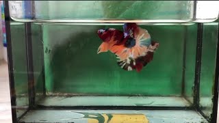 multicolor betta pet Ep026 - fish show #fishshow #bettafish #fishpet #fishvideo