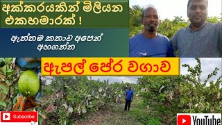 අතමිට සරු කරන ඇපල් පේර වගාව/Apple Guava/#Agriculture#