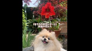 キララ✨の お花レポート🌸 お庭の花たち