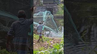 വീശുകാരന്റെ planning കൊള്ളാം, #fishing #viralfishingvideo #viralvideo #villagefishing #castnet