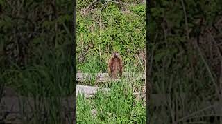 Groundhog standing up