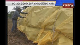 Cyclone Phethai's impact in Malkangiri | Kalinga TV