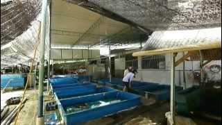 Simply Crabs - Quality Crabs Aquaculture (Soft Shell Crabs)