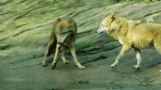 トラの敷地のチュウゴクオオカミ６　2016 0129