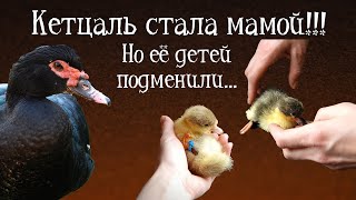 ИНДОУТКА ВЫВОДИТ УТЯТ И КОШМАРИТ ВСЮ СТАЮ!!! Домашняя мускусная утка: Кетцалькоатль. Часть 4