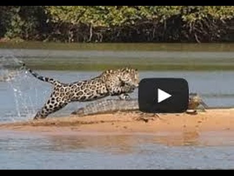 Jaguar Attack Crocodile,Jaguar Kill Crocodile To Eat (EXCLUSIFE VIDEO ...