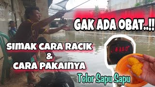 UMPAN GACOR TAPI MUSIMAN‼️TELOR SAPU SAPU GAK ADA LAWAN