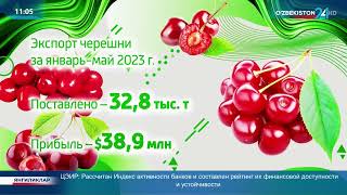 Новости 24 | Прибыль с экспорта черешни составила $38,9 млн