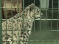 円山動物園のユキヒョウ アクバル1歳~snow leopard