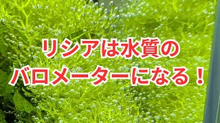 リシアは気泡も楽しめるし環境のバロメーターにもなる！