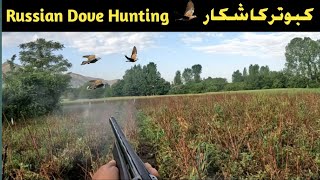 Russian Dove Hunting In Pakistan 2024 New/Khabootar Ka Shikar 4K /#haroonkhanhunter#duckhunting