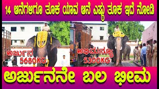 ಅರ್ಜುನನೆ ಹೆಚ್ಚು ಬಲಶಾಲಿ, 14 ಆನೆಗಳಿಗೂ ತೂಕ, Dasara 2023, Arjuna Elephant weight is highest among All