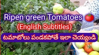 How to Ripen Green Tomatoes 🍅 టమాటోలు మొక్కలపై పండకపోతే ఇలా చెయ్యండి