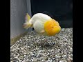 極上　プラチナらんちゅう　13cm 金魚 らんちゅう goldfish