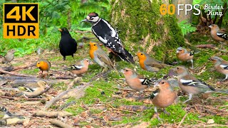 Cat TV for Cats to Watch 😺🐦‍⬛ The Cutest Birds in the Forest 🐿 8 Hours 4K HDR 60FPS