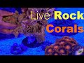 Adding Live Rock and Corals to Reef Tank | RedSea 200 G2