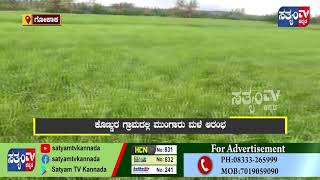 GOKAK-ಧುಪದಾಳ- ಮುಂಗಾರು ಮಳೆ ಆರಂಭ ||SATYAM TV KANNADA ||