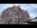 4k hdr 60fps【桜満開 京都 高台寺 2021】3 27 土