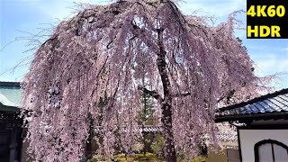 4K HDR/60fps【桜満開/京都 高台寺/2021】3/27(土)