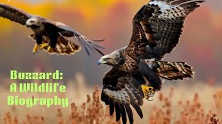 Buzzard: A Wildlife Biography | Animated | Wildlife Documentary | Informative #biography#bird