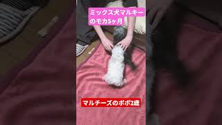 ［5ヶ月子犬］マルキーのモカとマルチーズのポポ #5ヶ月  #子犬  #可愛い子犬  #ミックス犬  #マルキー   #マルキーのモカ  #マルチーズ  #マルチーズのポポ  #犬のいる生活  #成長