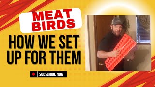 Our meat birds came in!