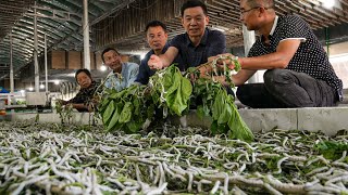 How the Japanese Farm Millions of Silkworms for Silk