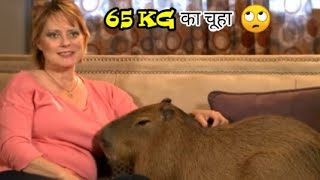 65 kg का चूहा || biggest rat in world || #shorts by RK rana