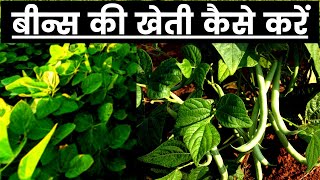 बीन्स की खेती कैसे करे || How to grow green beans from seeds || बीन्स की खेती की पूरी जानकारी