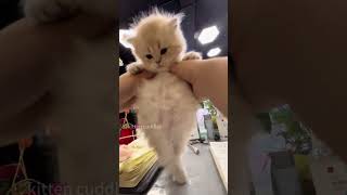 adorable kitten 💕😻（可愛い子猫💕）#kitten #cute #cutebaby #cat #shorts