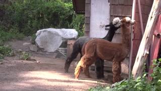 Crazy Alpaca Fight