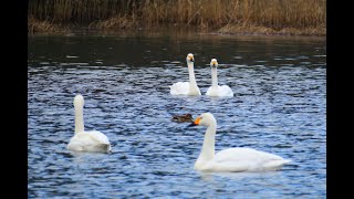 喜連川丘陵白鳥の湖・2020 01 11