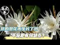 【老花医植物推荐】您的昙花不生长了吗？不施肥有何缺点？昙花养护教学！Tips and tricks for Epiphany.