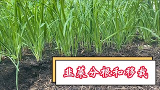 韭菜分根和移栽 | 韭菜分根的技巧 和注意事项