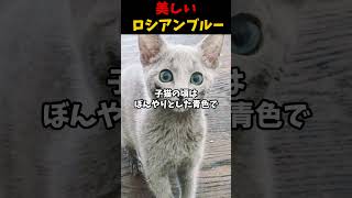 美しいロシアンブルー #動物 #雑学 #生き物 #猫 #ロシアンブルー