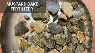 how to make mustard cake liquid fertilizer #mustardcakefertilizer #mustardcake #liquidfertilizer