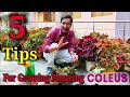 5 Simplest Tips for Growing Amazing Coleus at Home