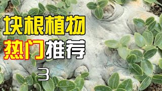 快根植物热门推荐三 -惠比须笑，来自惠比须神的祝福