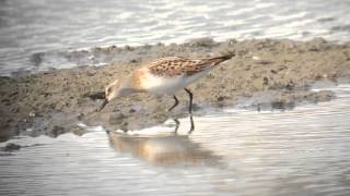 Kleine strandloper