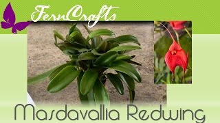 FernCrafts: Repotting \u0026 Dividing Masdavallia Redwing-June, 2015