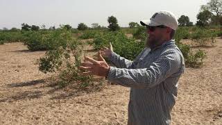 Agroforestry in Semi-Arid Farming Systems: Maximizing Soil Fertility and Crop Productivity