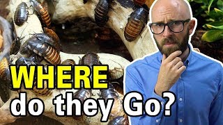 What Do Cockroaches Eat and Where Do They Live When There are No Houses Around?