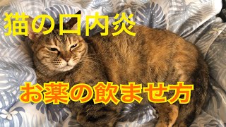 【保護猫チビは猫口内炎】毎日お薬を飲みます。