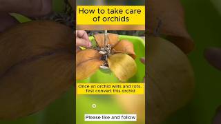 caring for dying Phalaenopsis Orchids #tips #berkebun