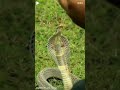 प्यासा किंग कोबरा साप कैसे पानी पी रहा है🐍🐍🐍 king_cobra snake_shorts amazing_snake_video